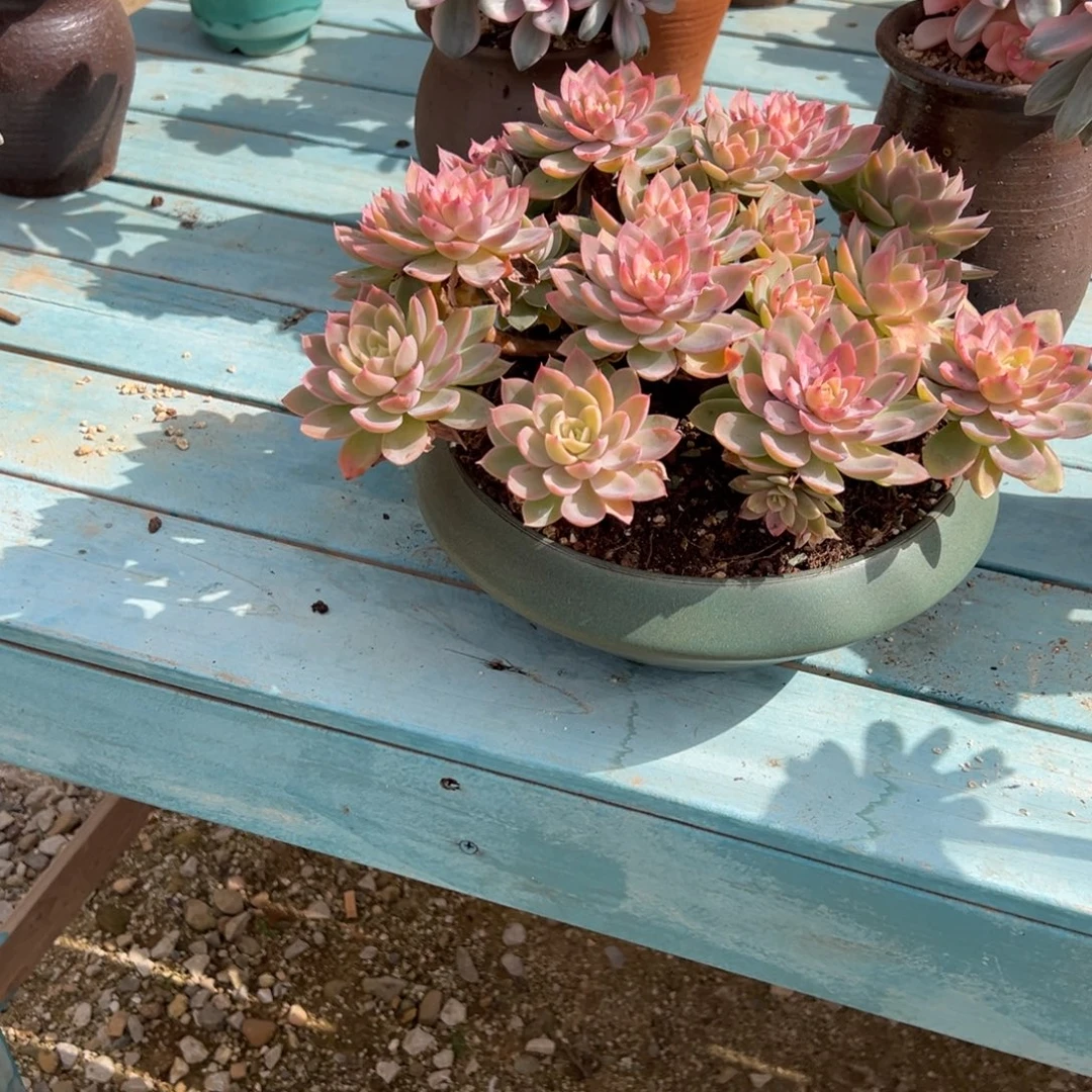 T***s丝绸面纱带盆植物不包物流