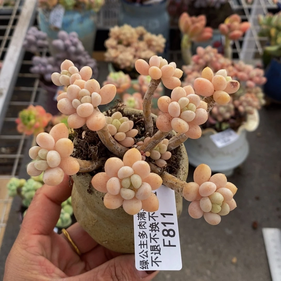 鱼子酱811/7cm有砍