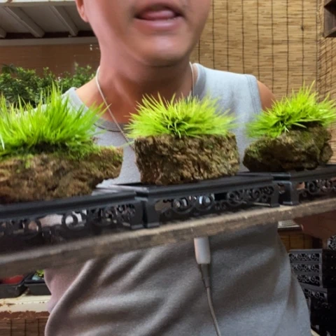 红陶长托吸水石黄金姬菖蒲一个器型随缘