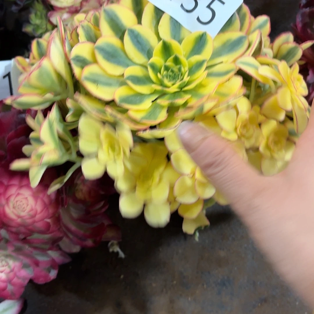 多肉植物福利135