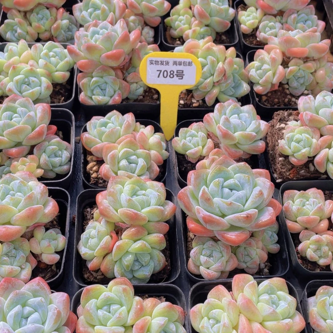 708号 肥胖樱花钻石冰玉群生一个