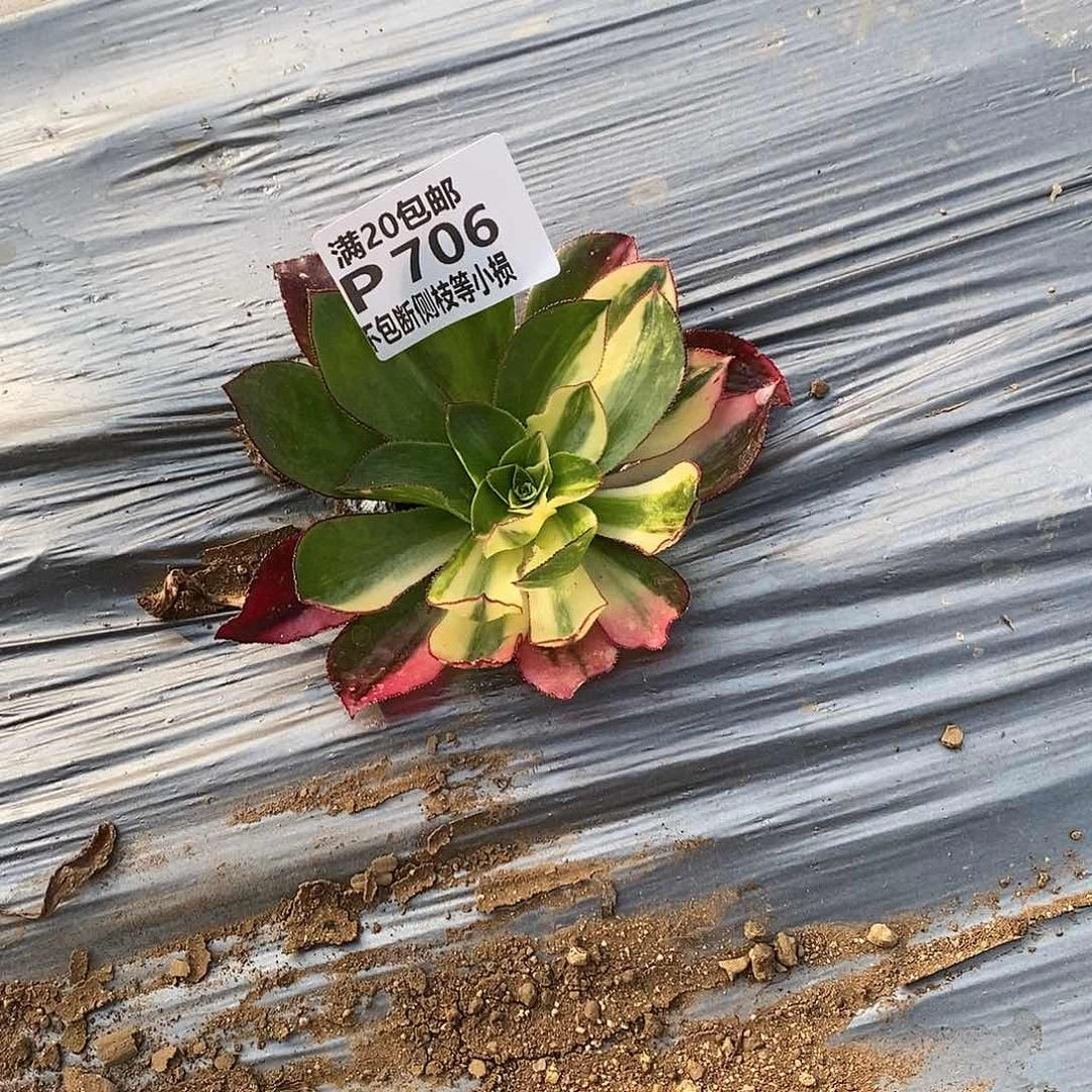 706魅影七彩多肉法师锦