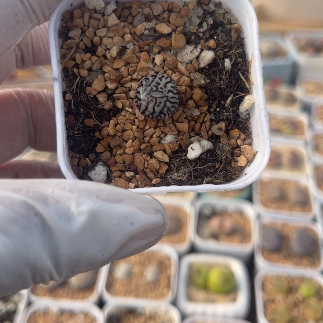 多肉植物一物一拍34