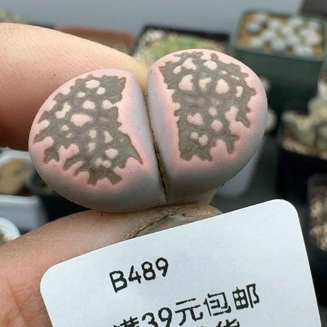 489多肉哈哈有干疤