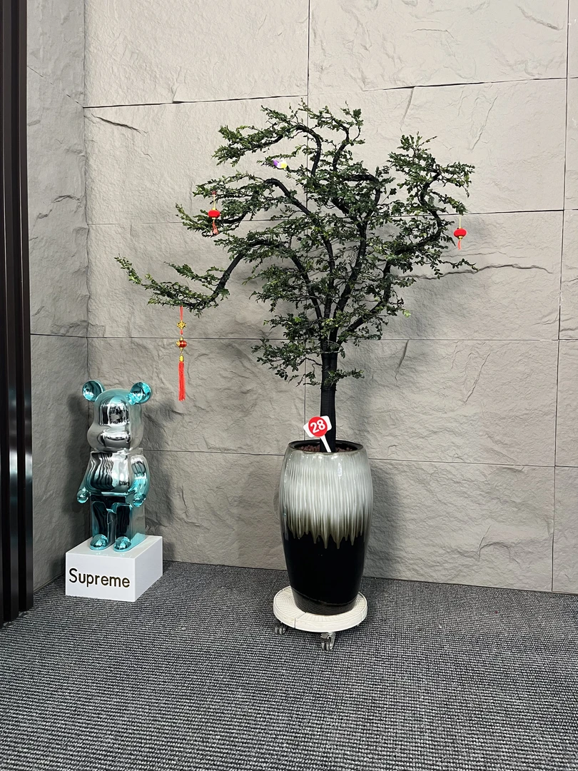 小叶紫檀高端盆栽造型名贵树室内外别墅办公室玄关落地黑骨茶植物