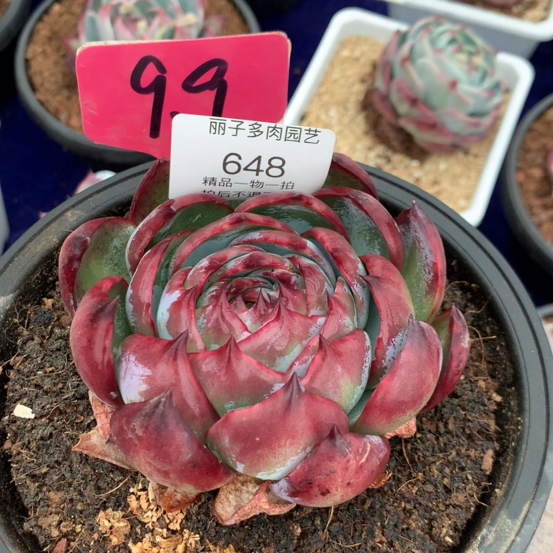 虚*648福袋惊鸿。多肉植物