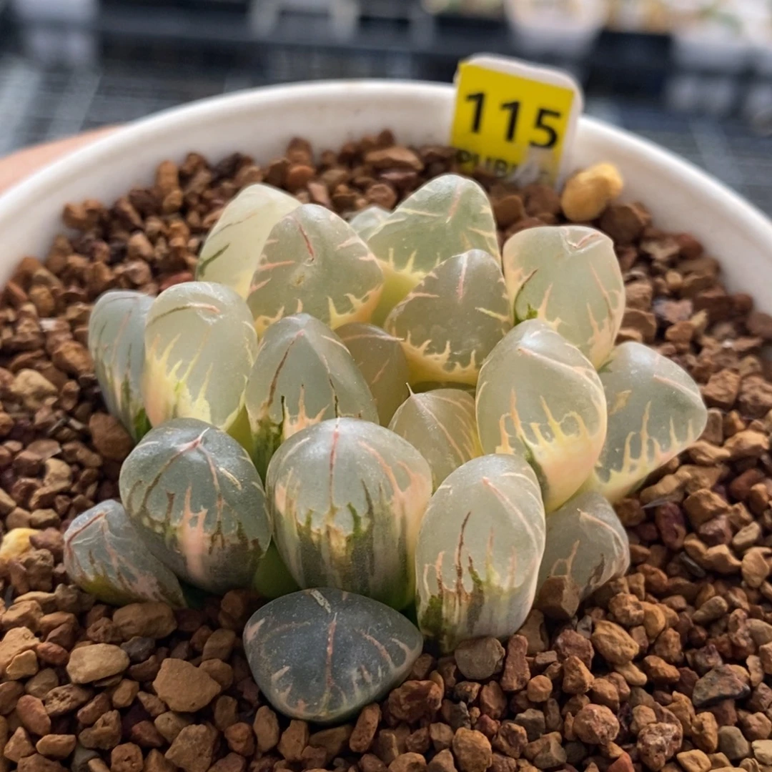 115号糊斑灵犀玉露锦