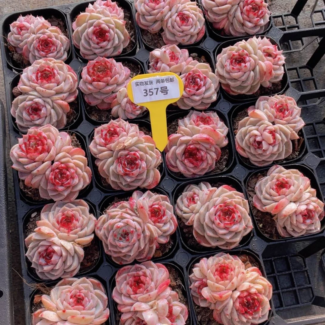 357号红丝绒糖心天鹅绒双头一个