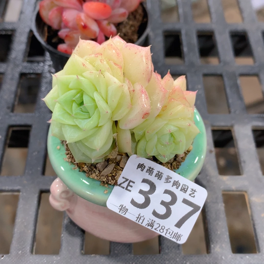 肉萌萌拇指盆精控多肉ZE337