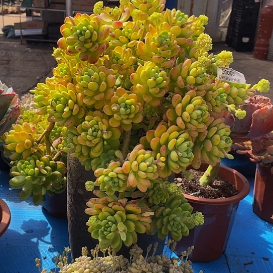 北****磊香格里拉50005多肉