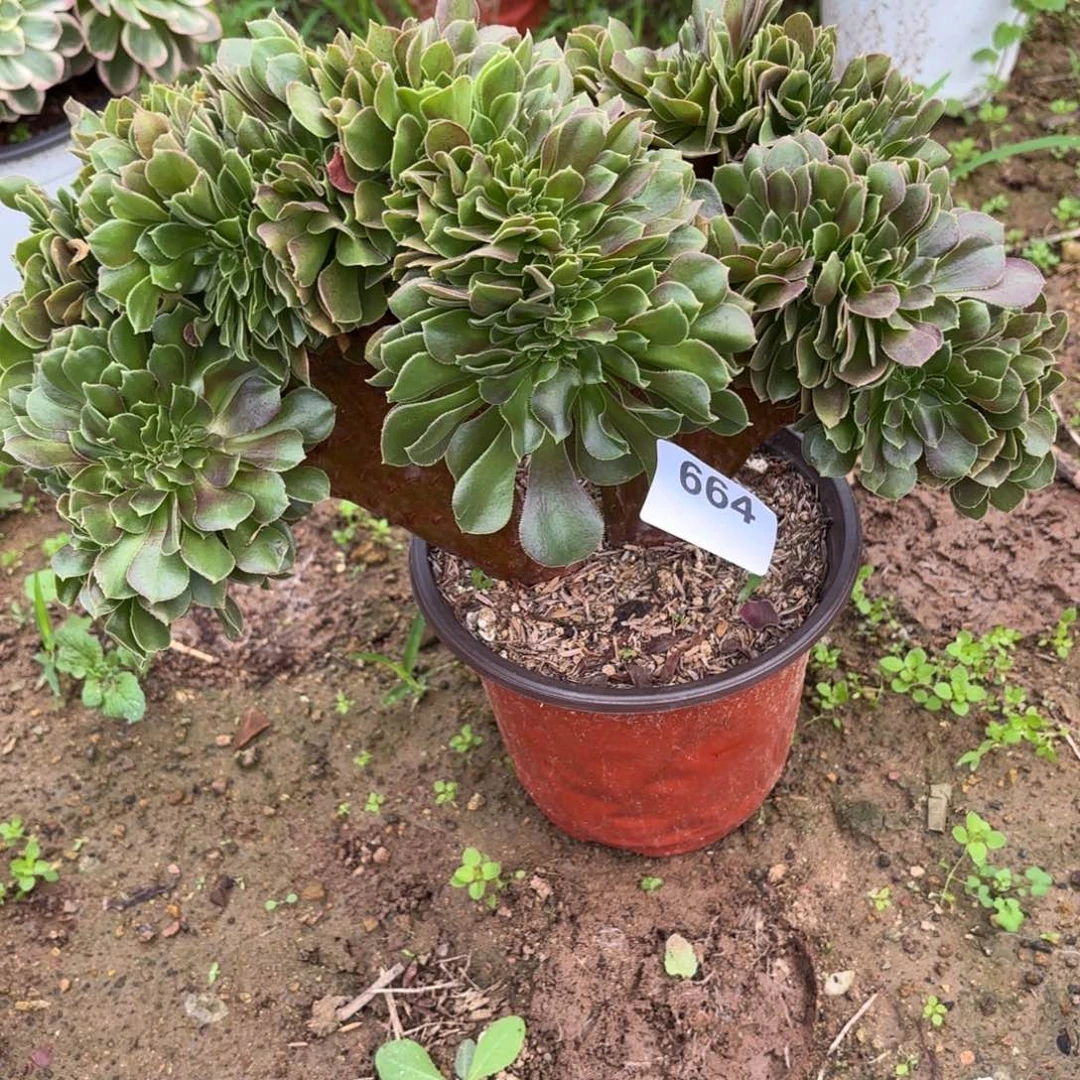 玫瑰缀断枝不包664