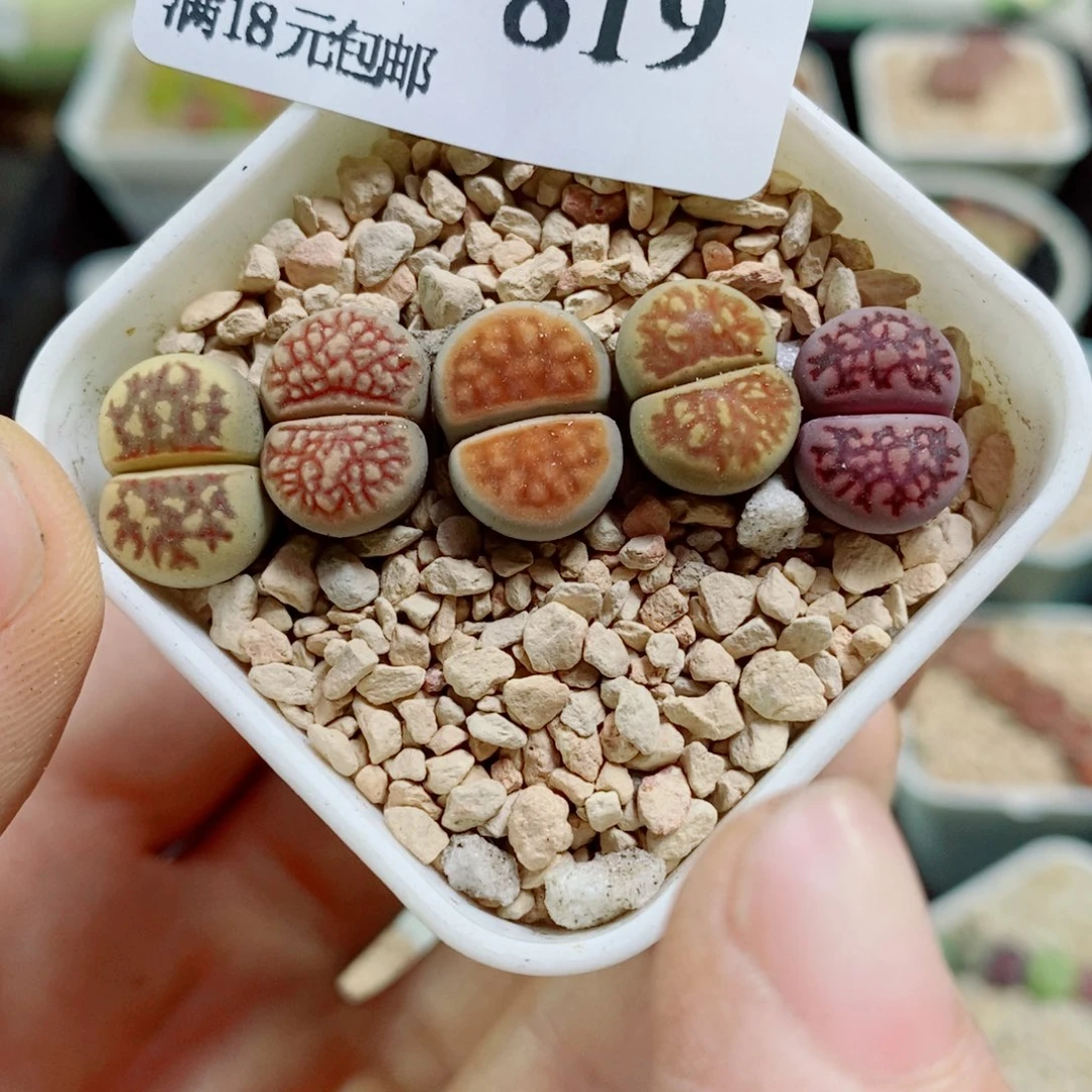 生石花花花花花花花花819
