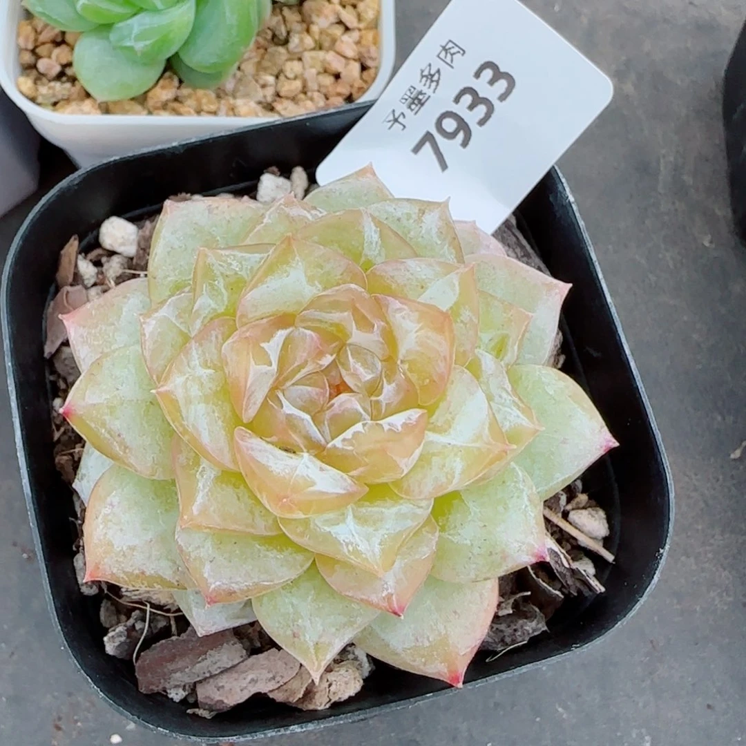 落日珍妮，7933多肉植物