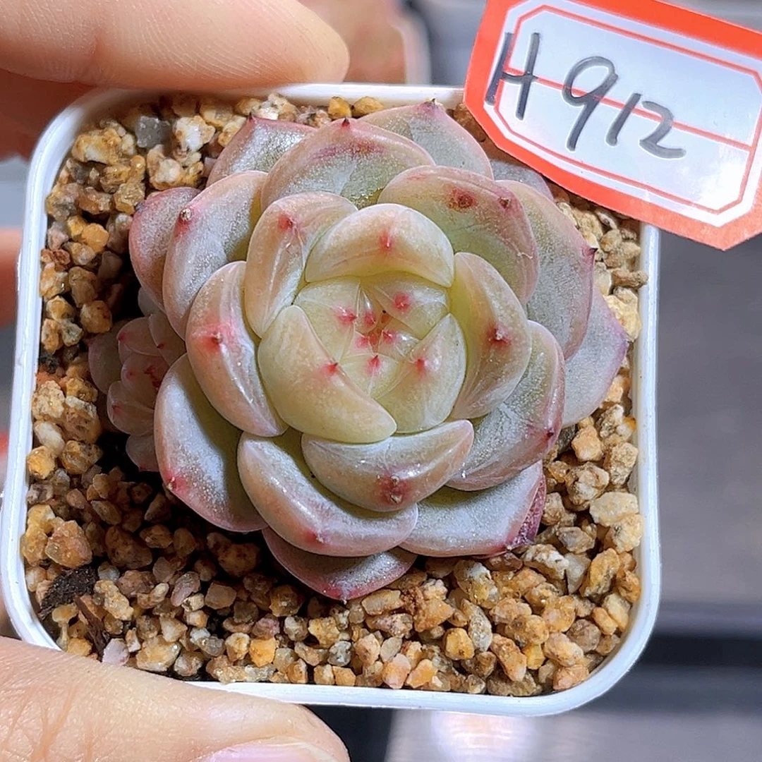 H912甜心3000  满18包邮