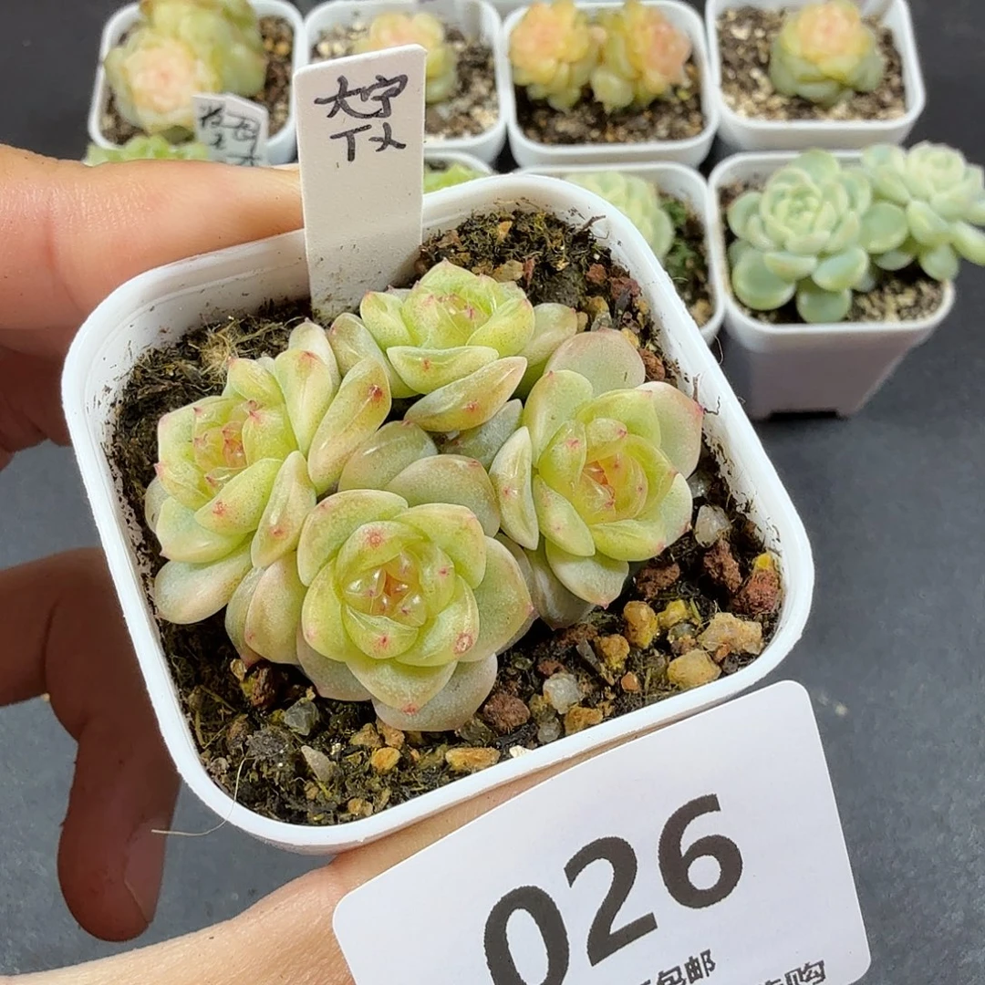 甜心绿透四头一物一拍026