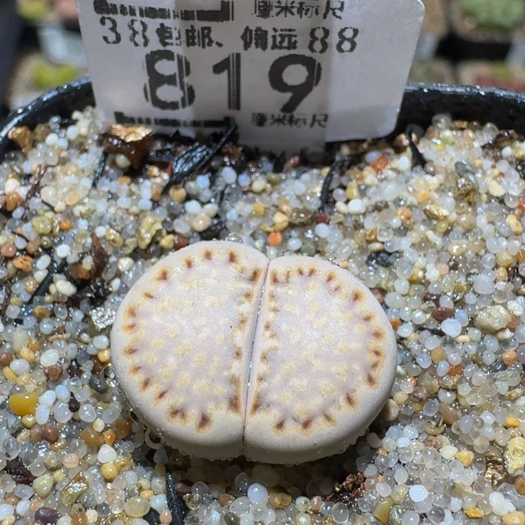 Sssss精品生石花819