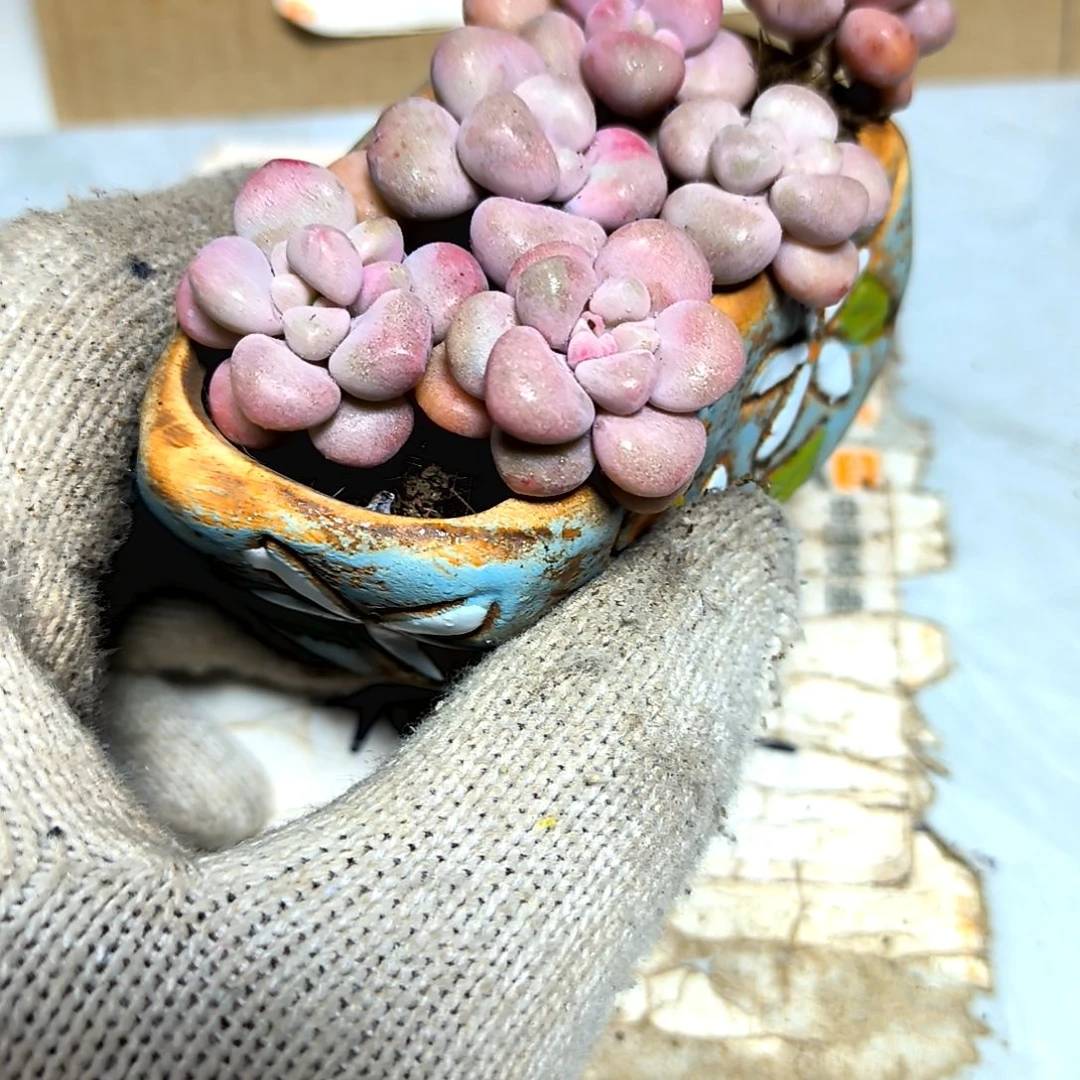 满9元包邮，粉色艾伦圆圆六颗