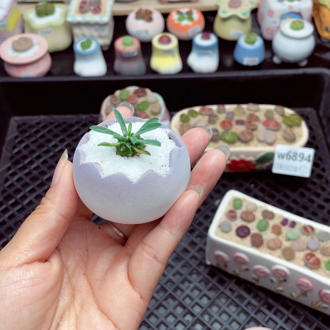 w6896 带盆土发货一物一拍