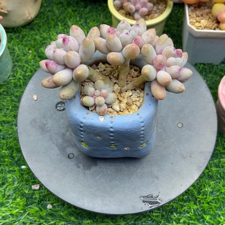 现***后ms ni mi gong mi go