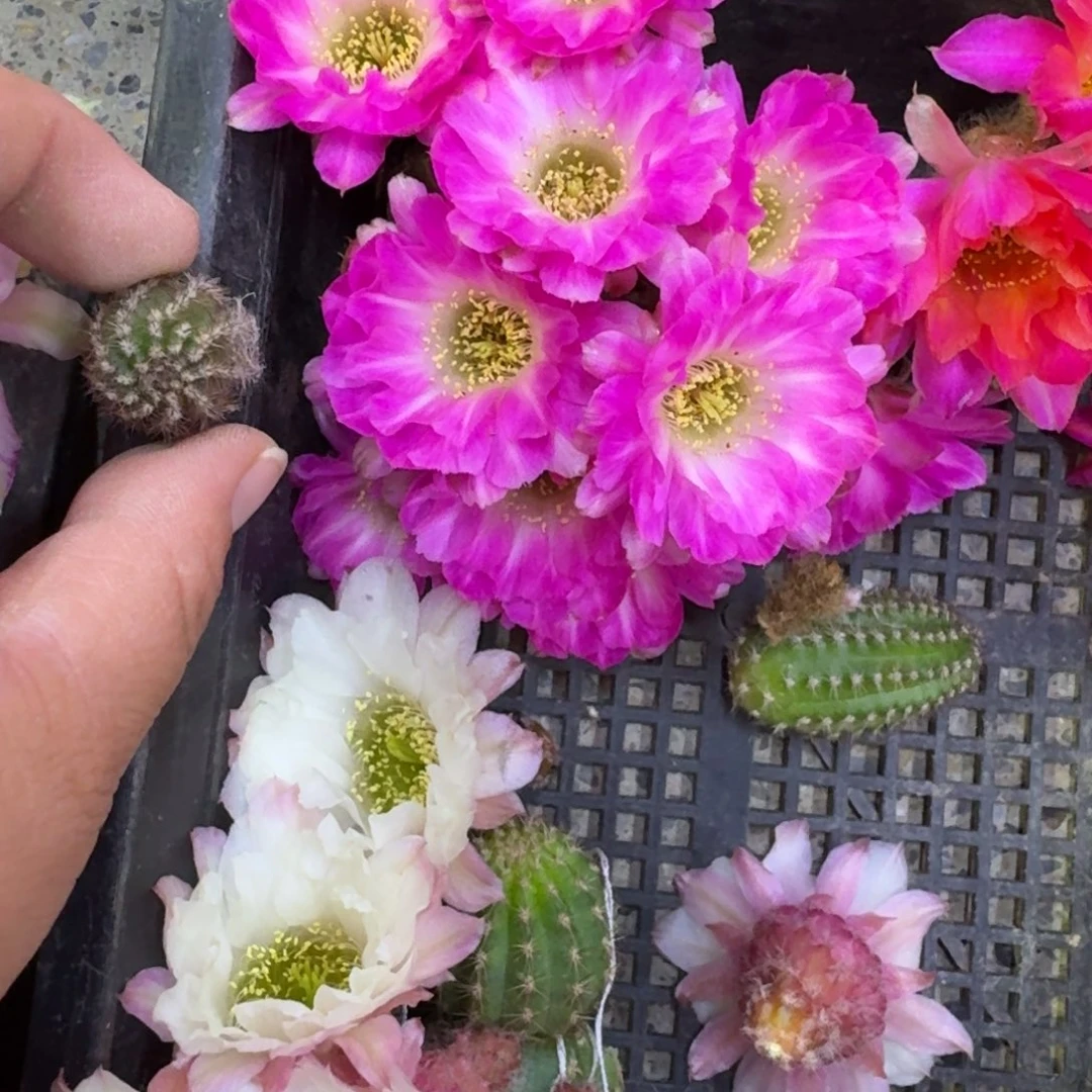 306白檀珍妮夫人3个很小矮胖，20包邮