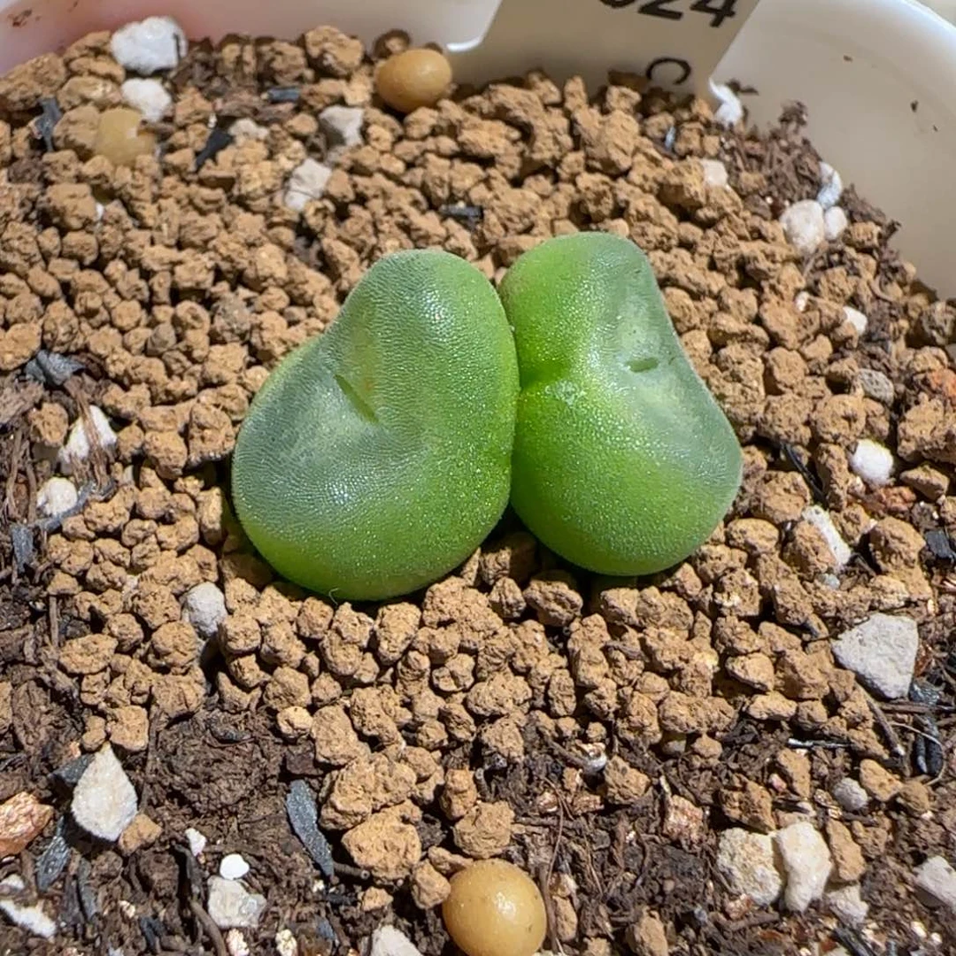 肉锥多肉植物组合-水晶鞋母本296