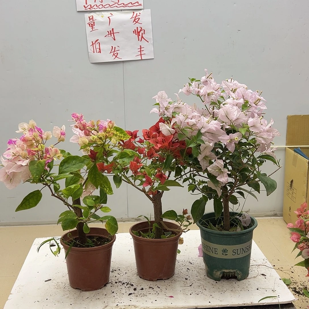 大部分花苞少量开放斑红英，佩德罗，苹果花组合