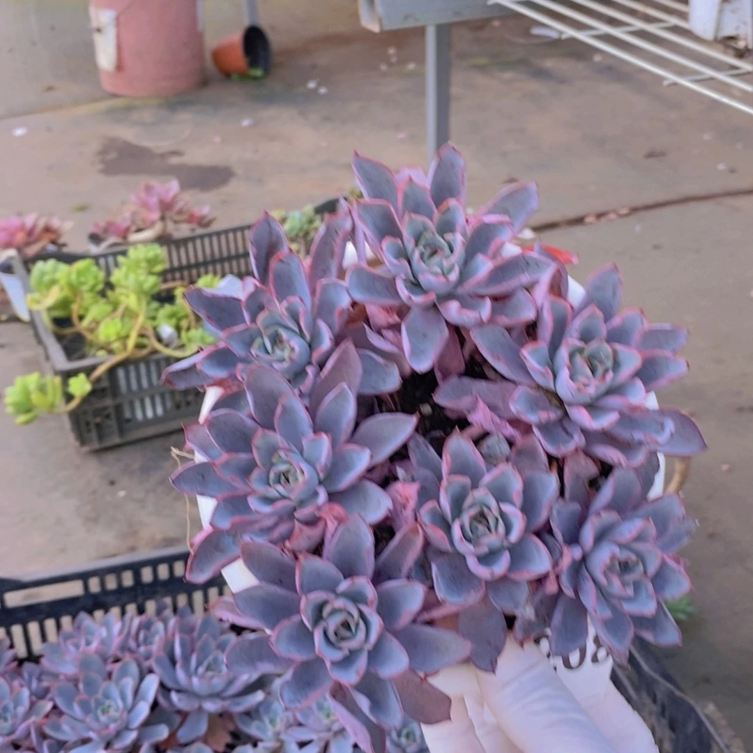 208赫拉手捧一物一拍
