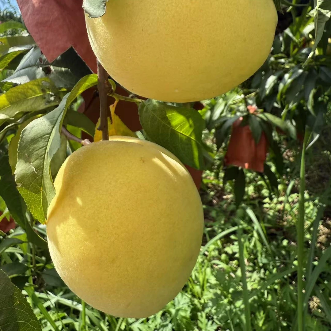 金星黄桃京东包邮