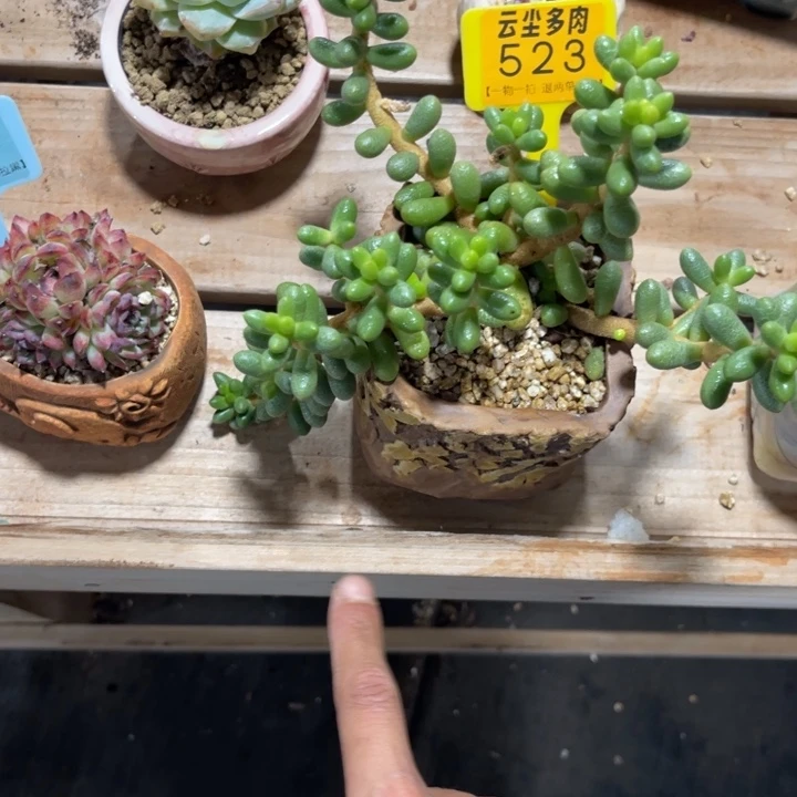 白****云尘多肉一物一拍523