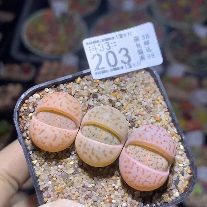精品生石花33.203 