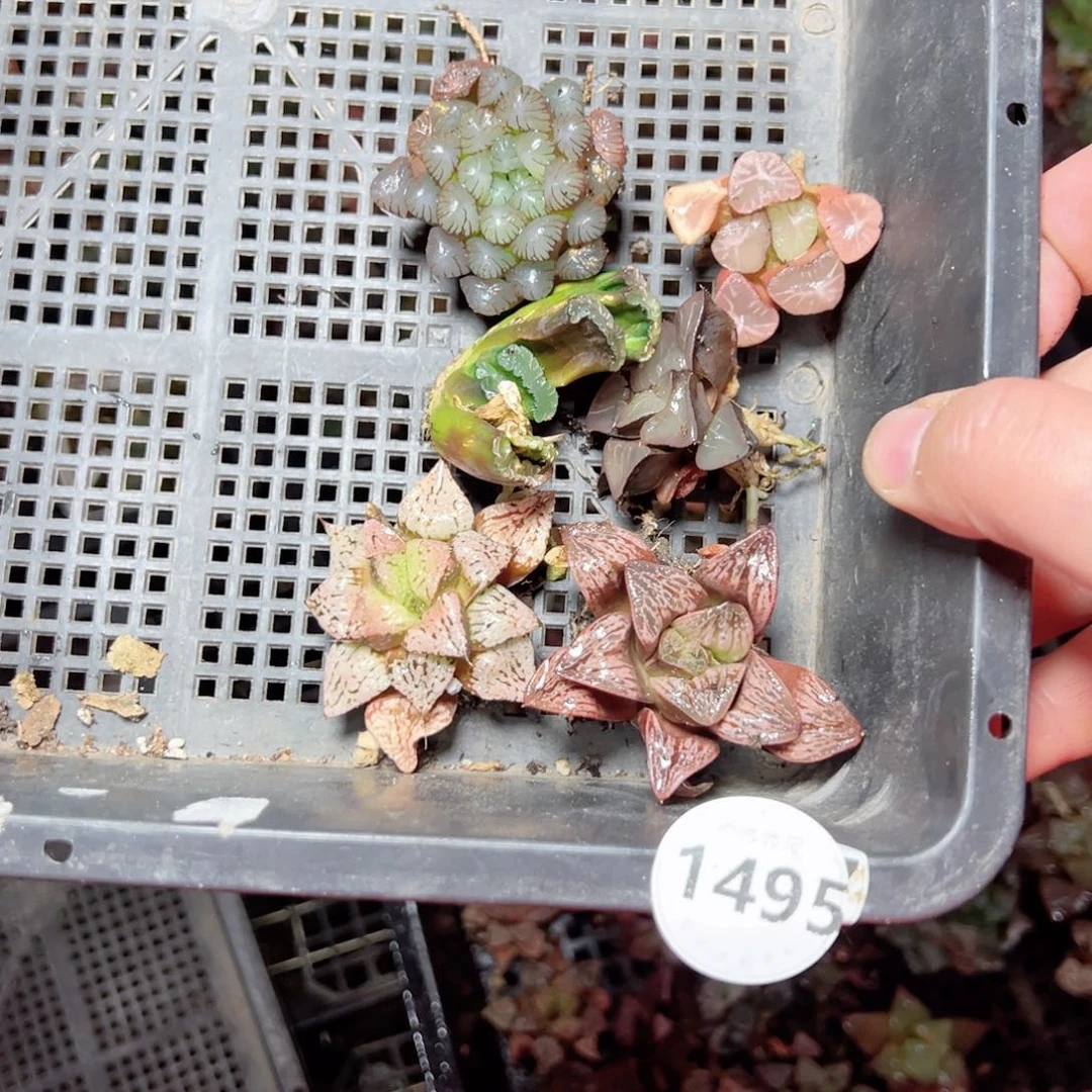 月*1495多肉植物，@