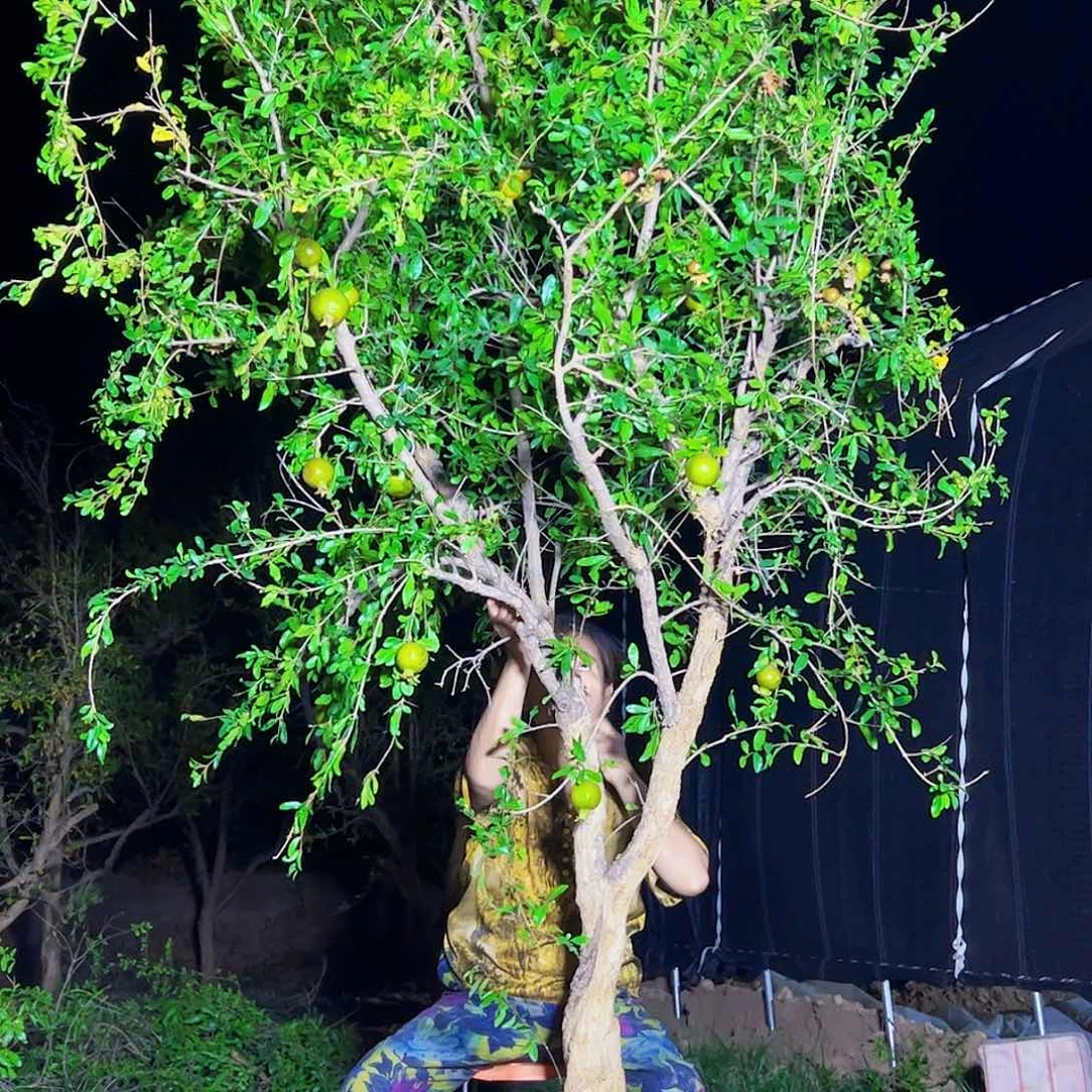 万***家当前无花朵，栽培后可花朵