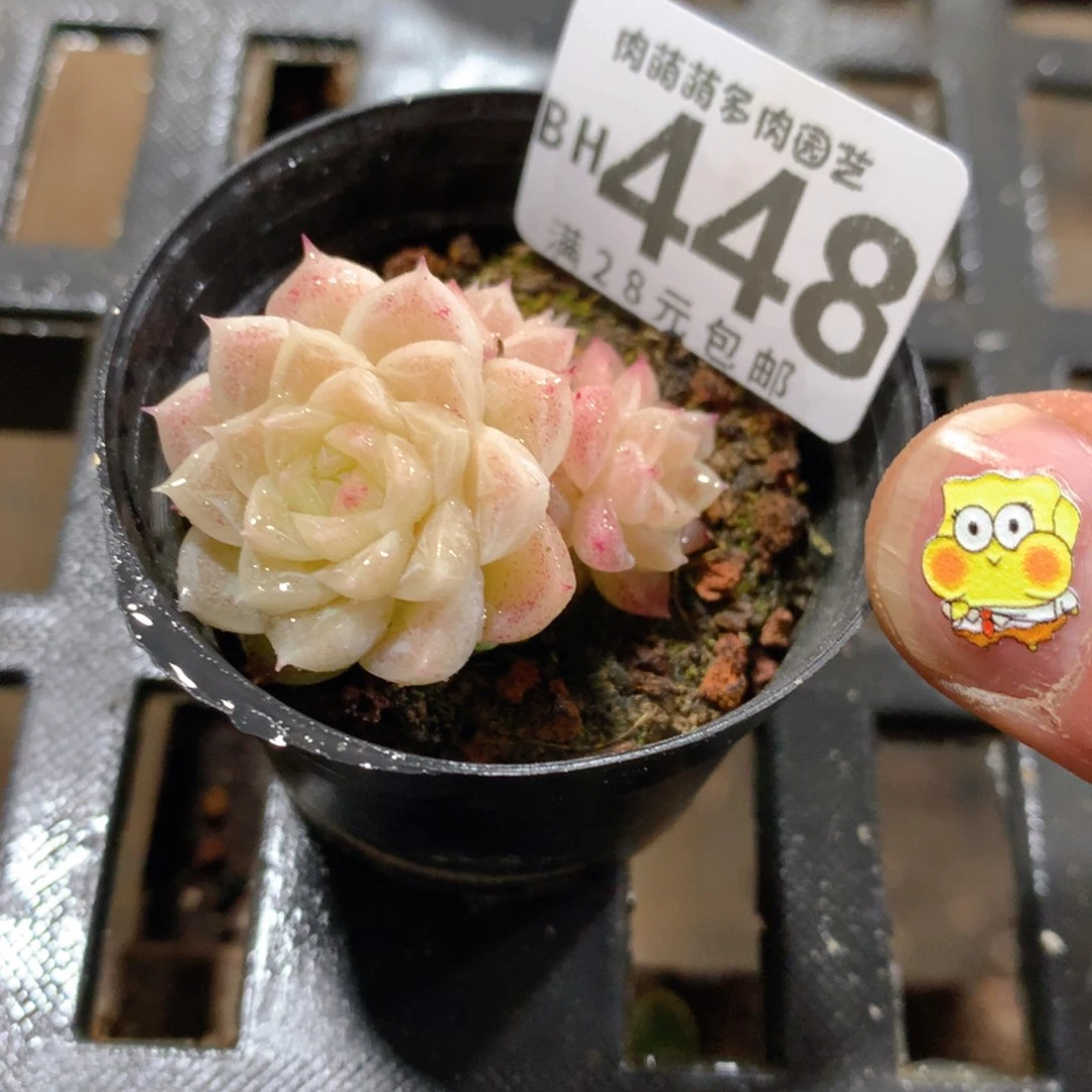 肉萌萌5cm拇指盆精控多肉BH448