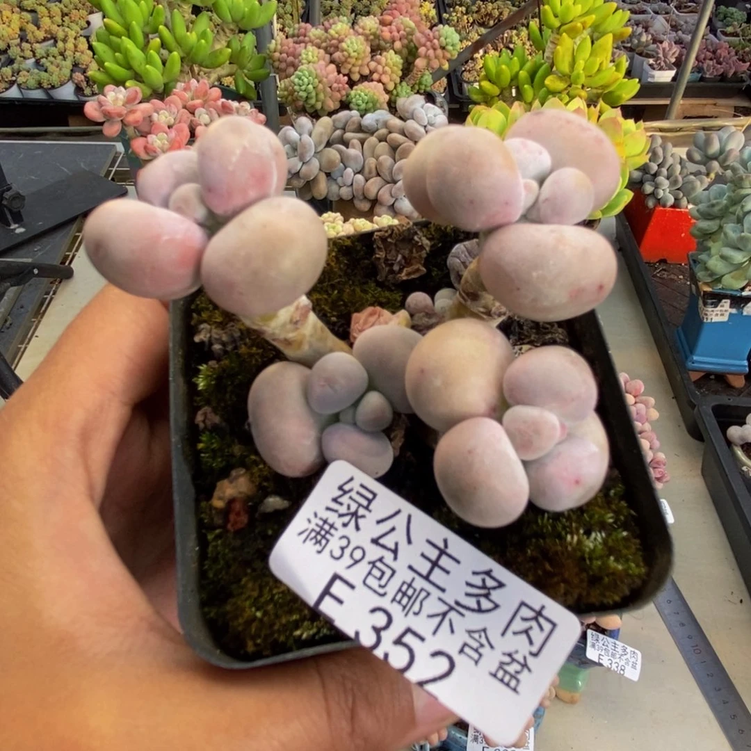 352芭比奶多肉7c m