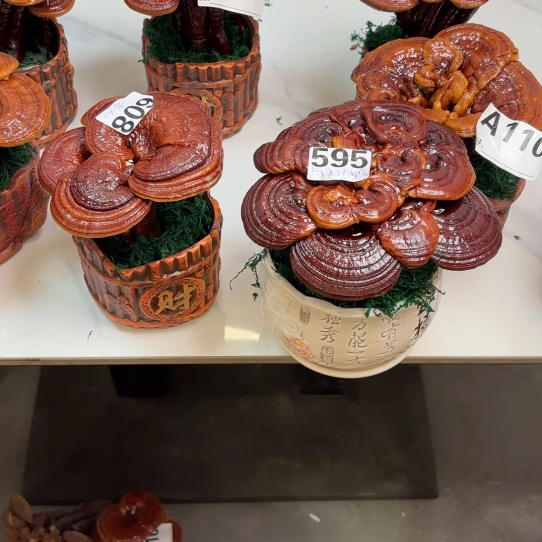 漂***瓶灵芝图88888888888888