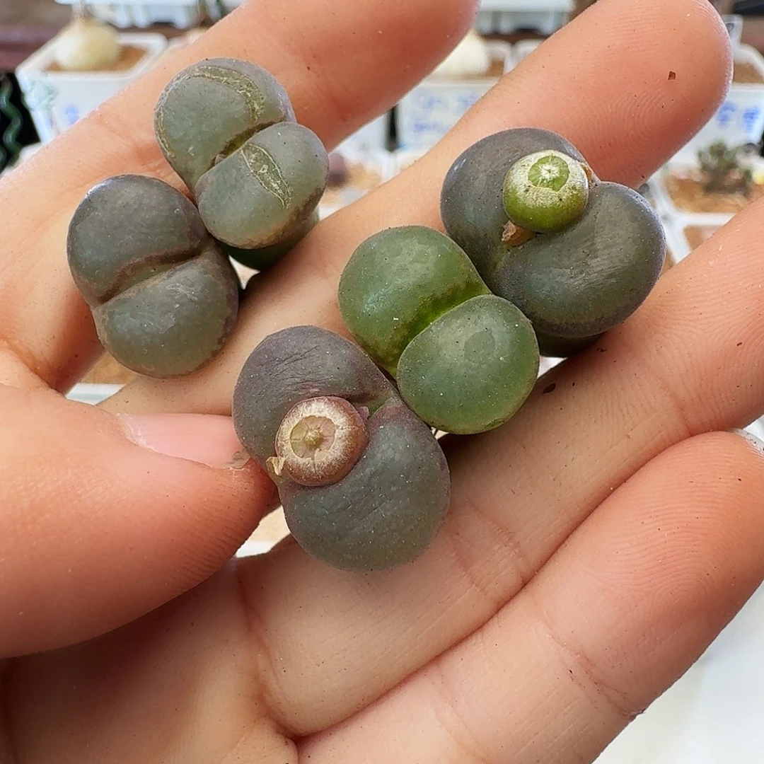 多肉植物福利清盒200