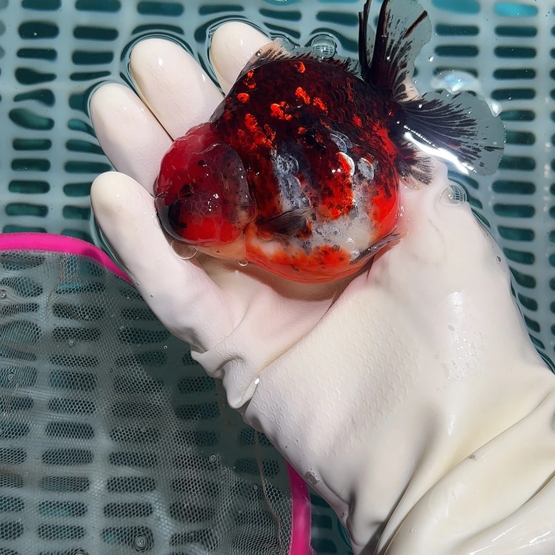 金鱼金鱼145546488588