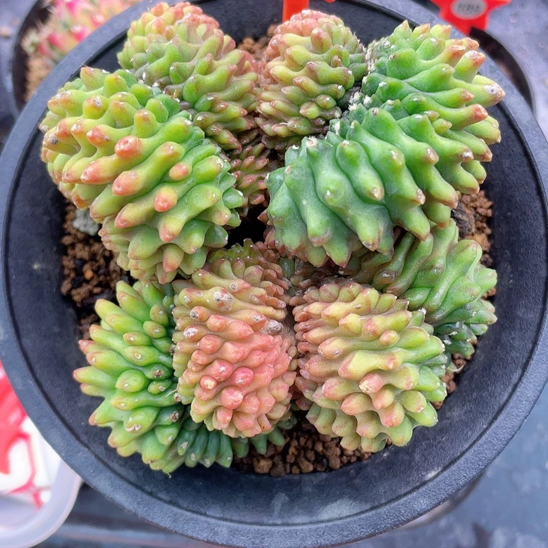 1-118貘缀化9.8厘米