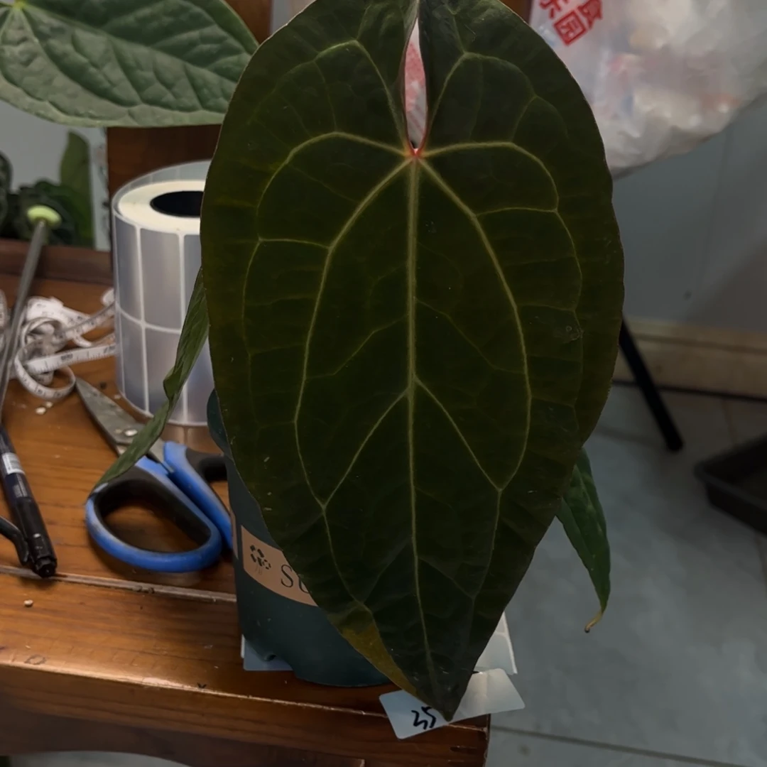 无花朵印尼黑桃杂黑丝绒0988