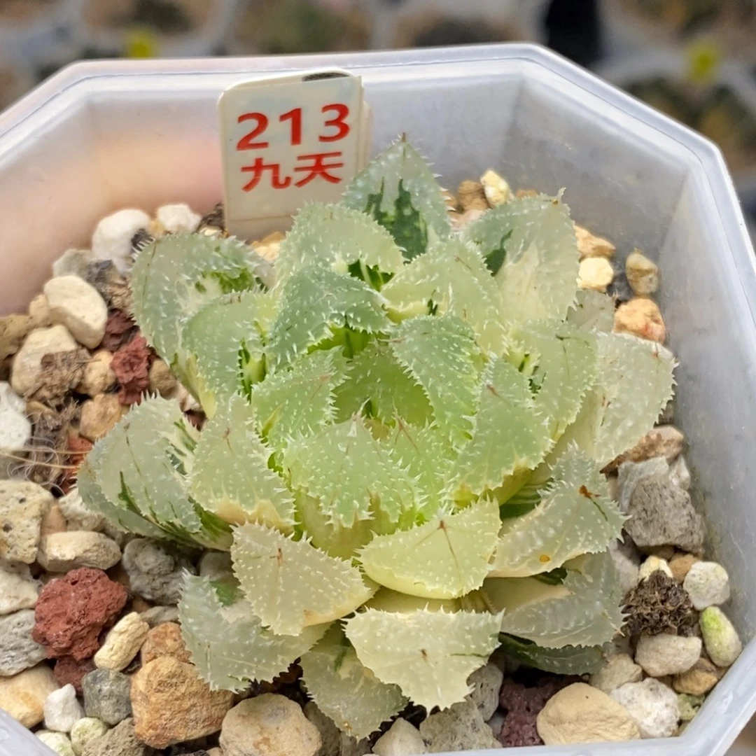 213号玄冰玉露锦，