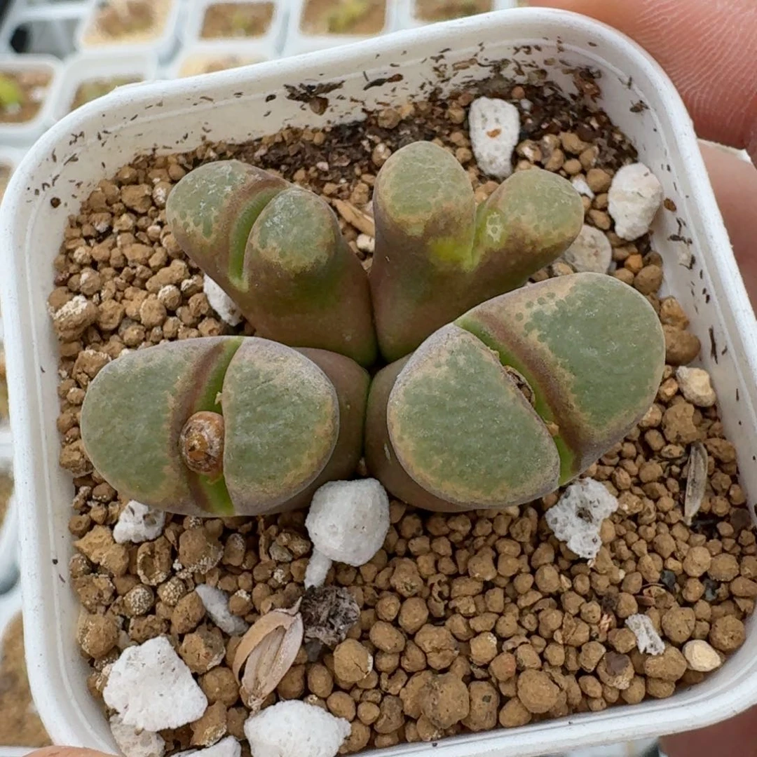 v**o多肉............