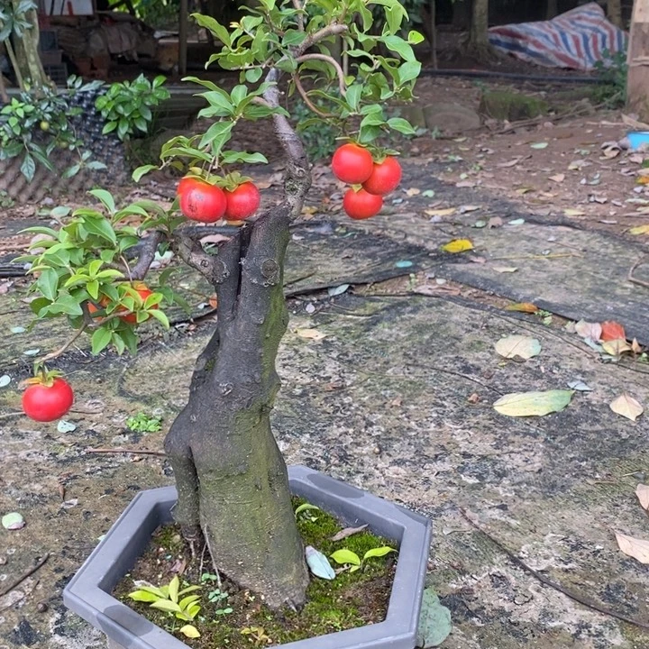 无花朵金弹子盆景血菩提品种