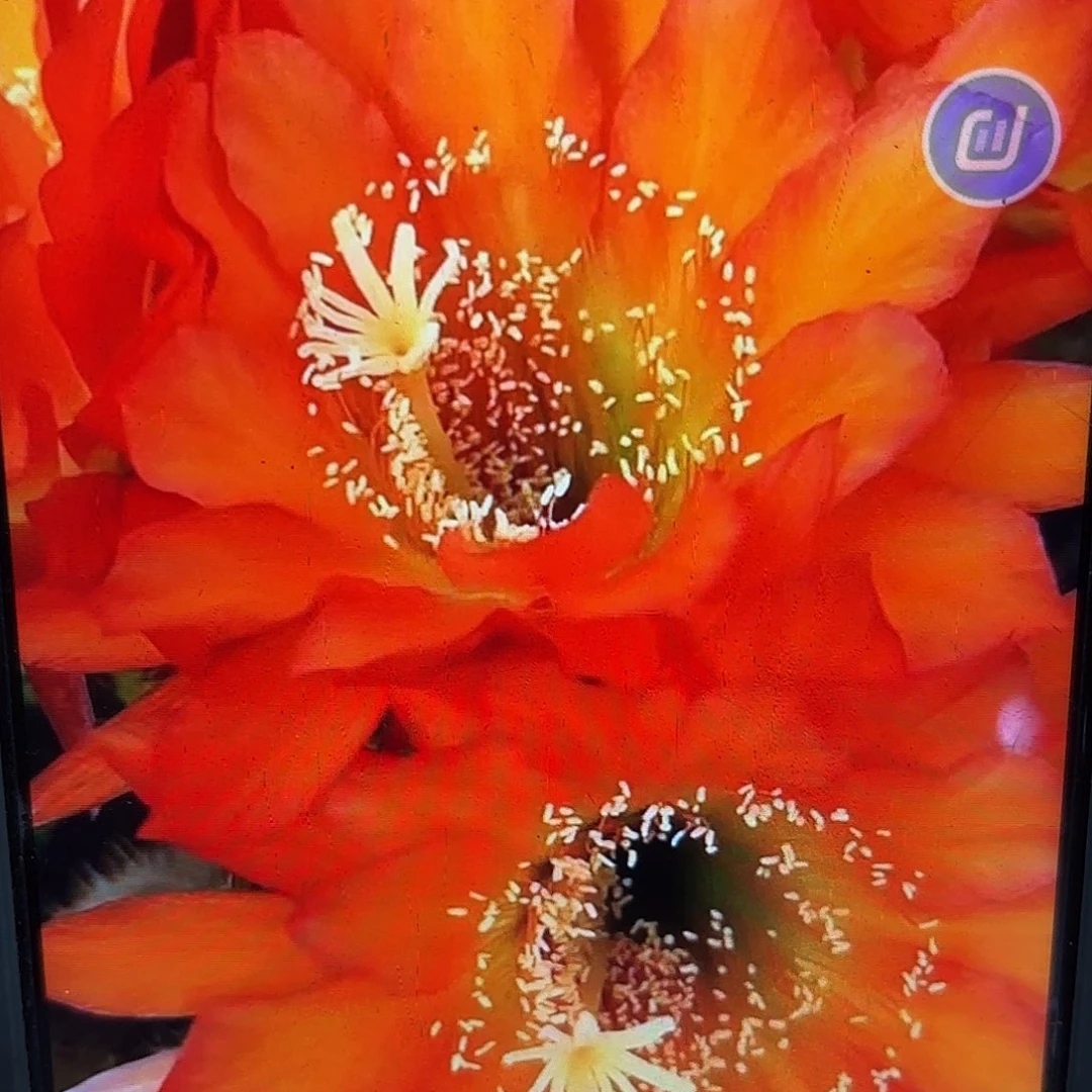 日落毛侧牙20包邮6