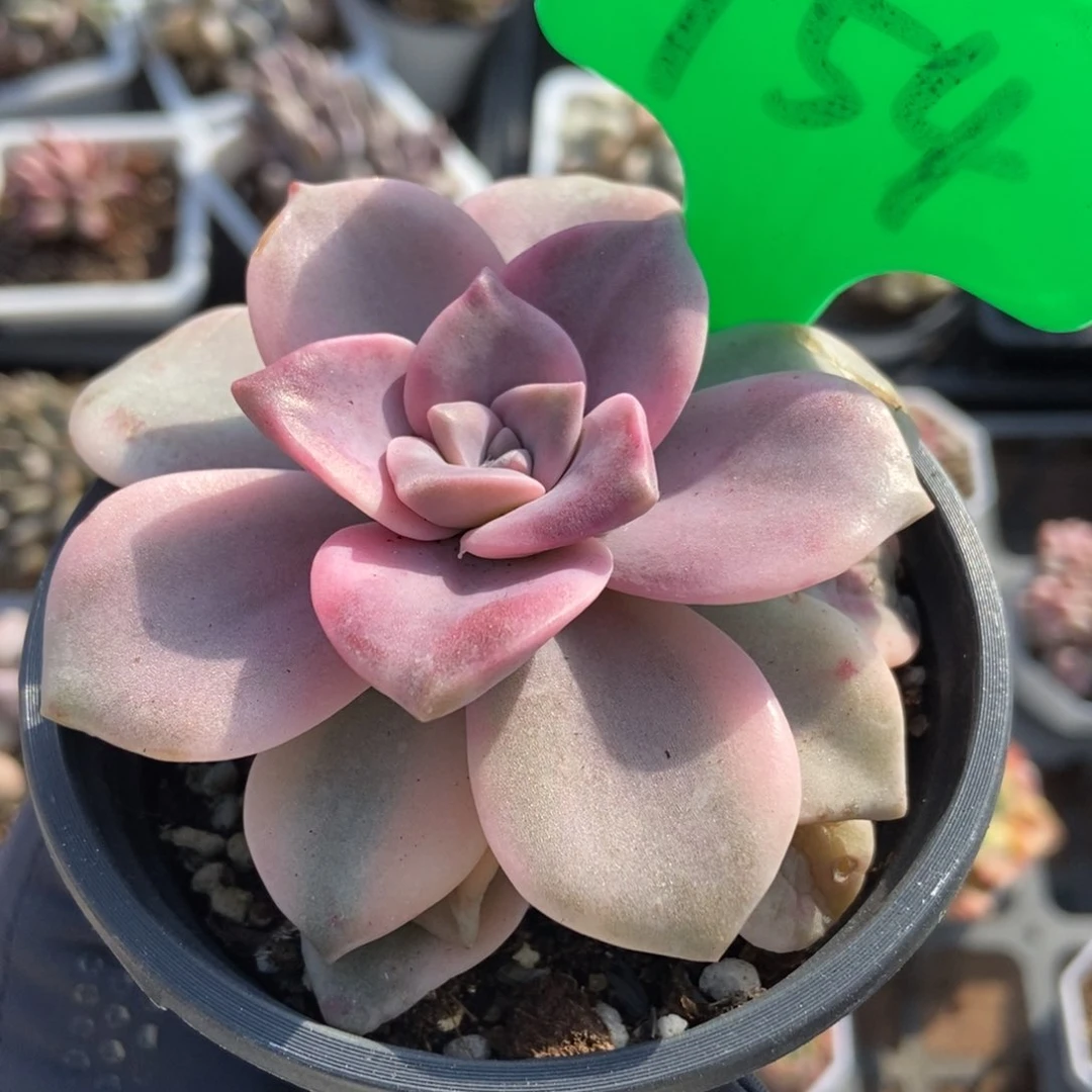 754紫乐锦多肉植物保护