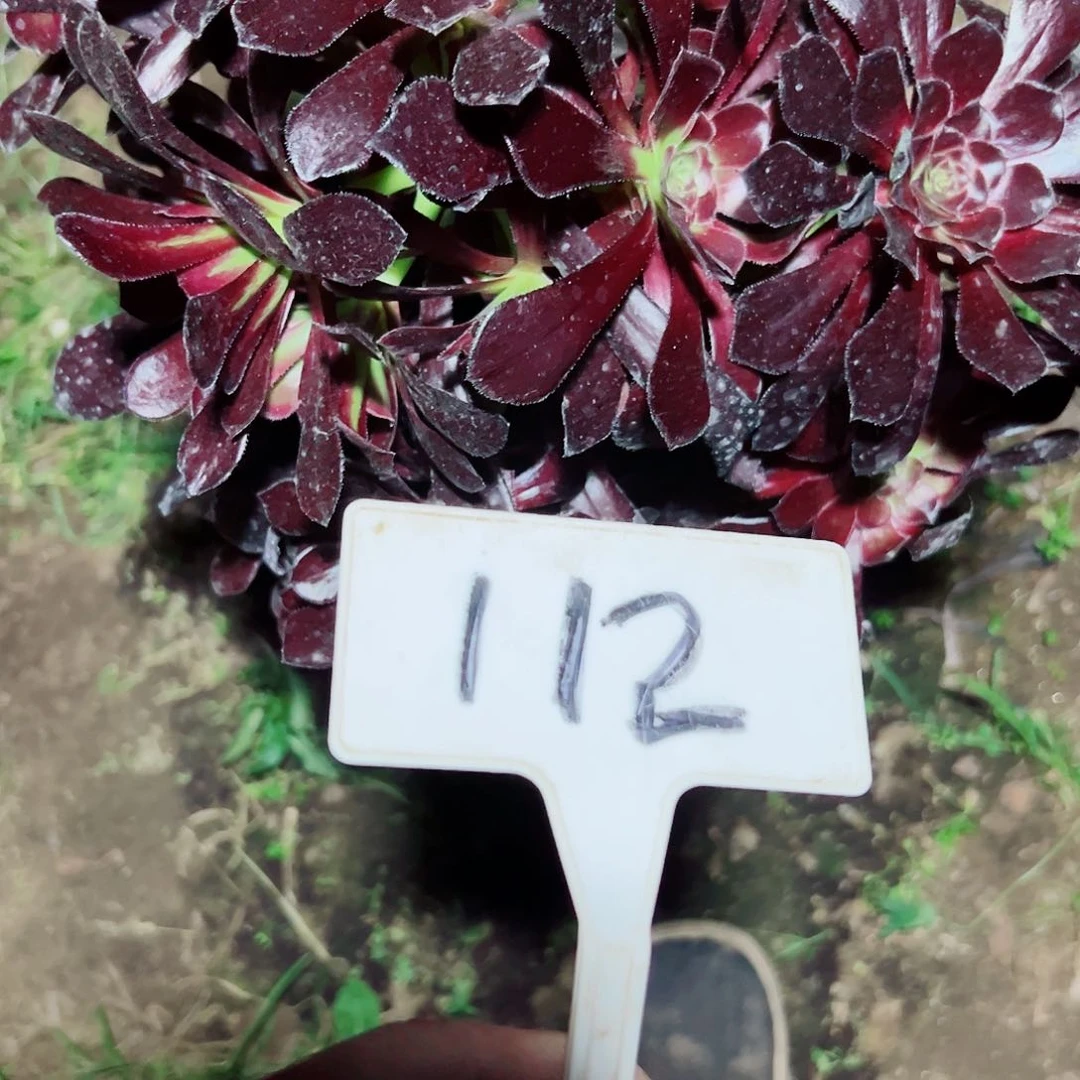 多肉植物墨法师发生