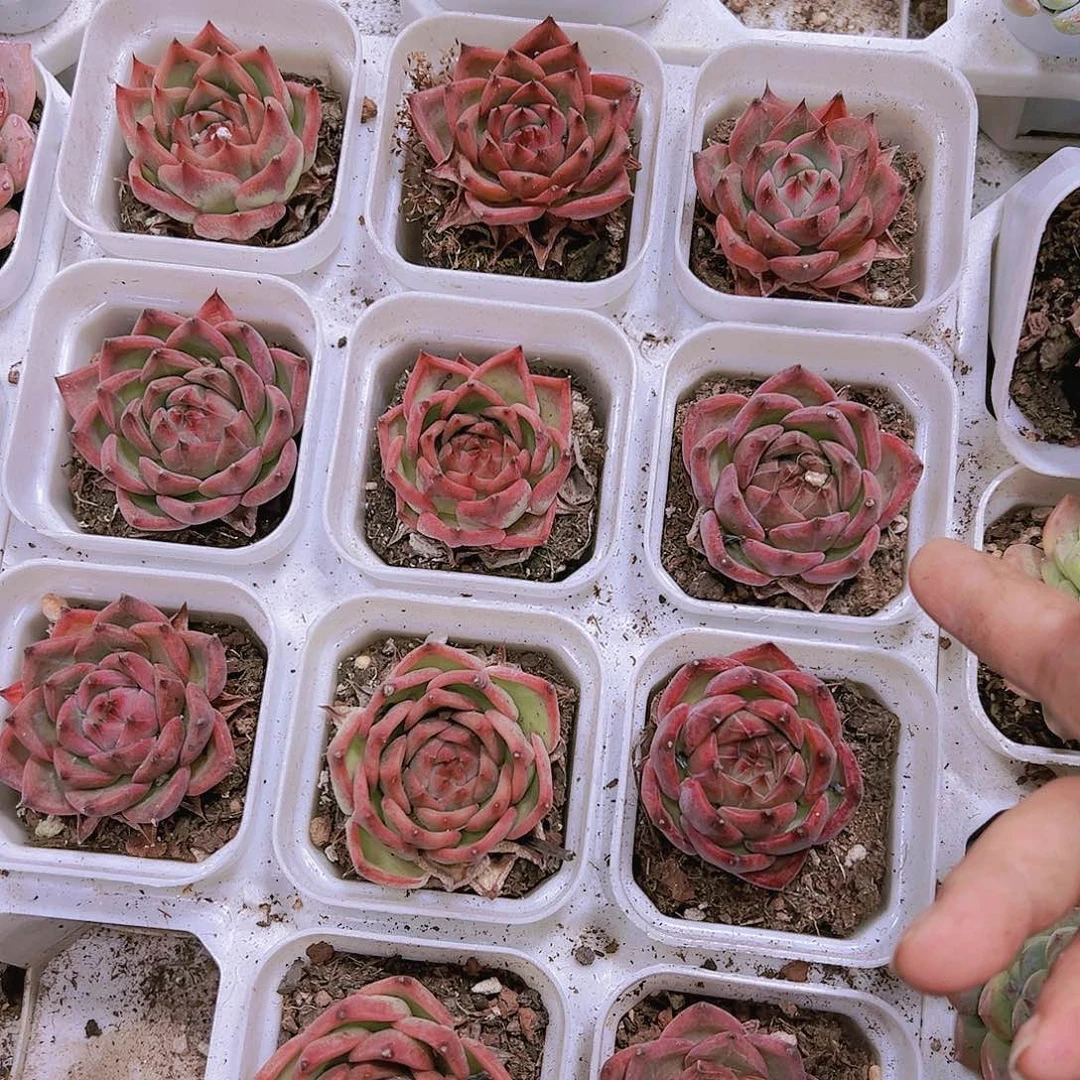 鸵鸟带盆带土样品