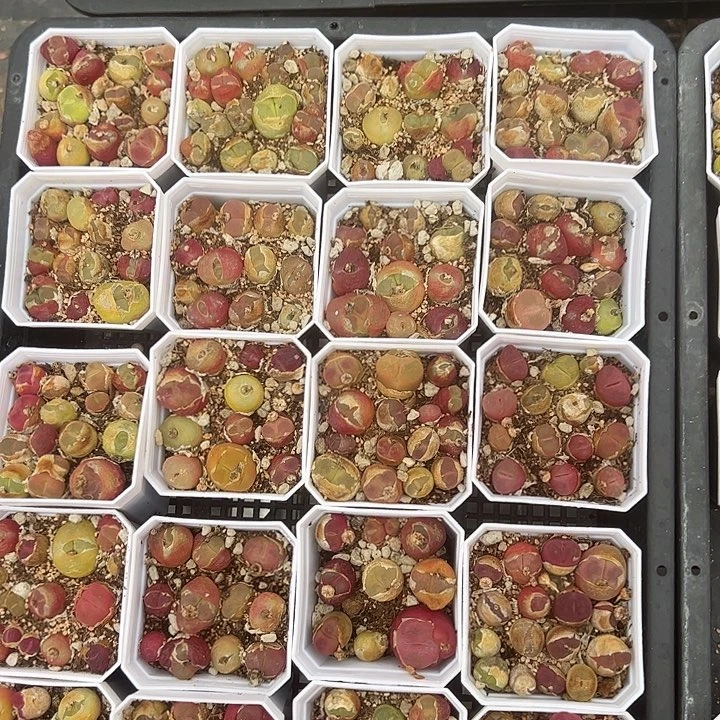 毛汉尼多肉植物精品