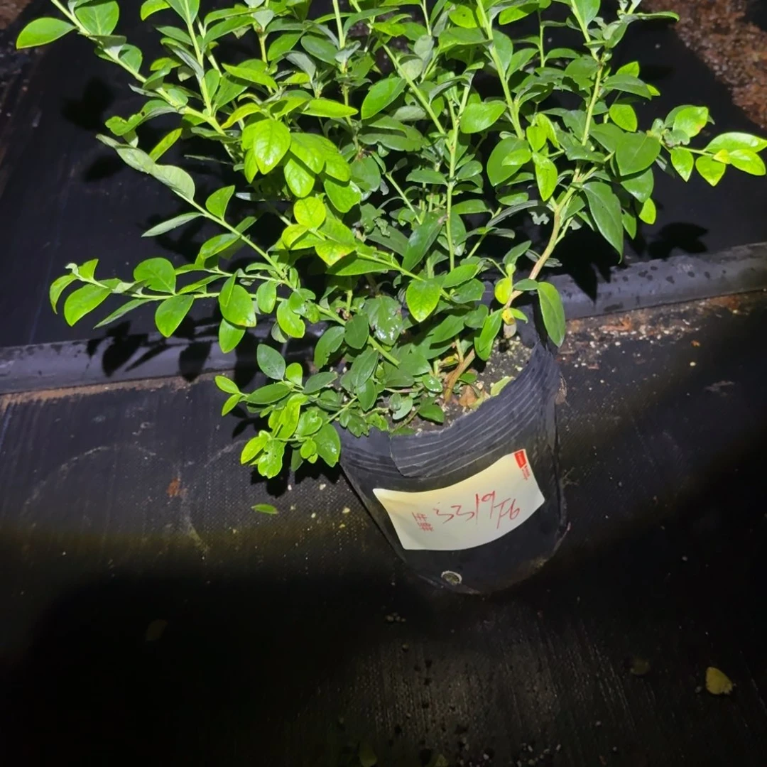电***家大钵f6一物一拍6293