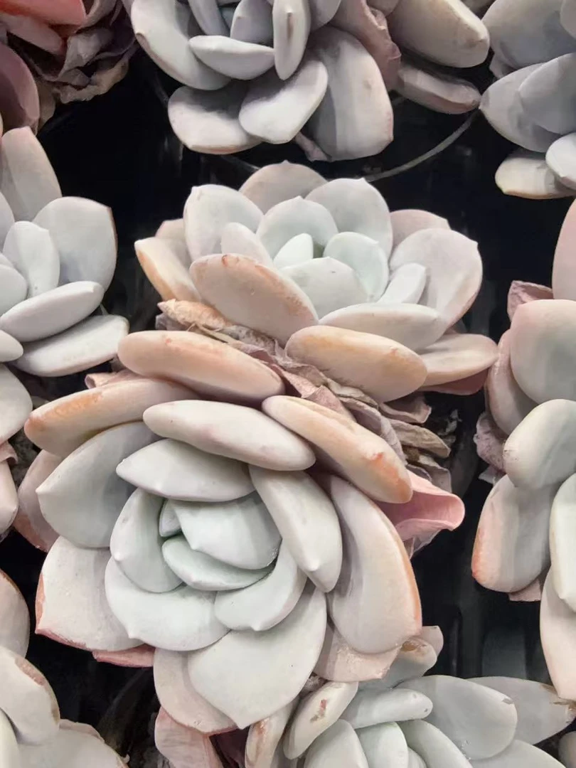 80#大双头雪莲（7-11m）脱土