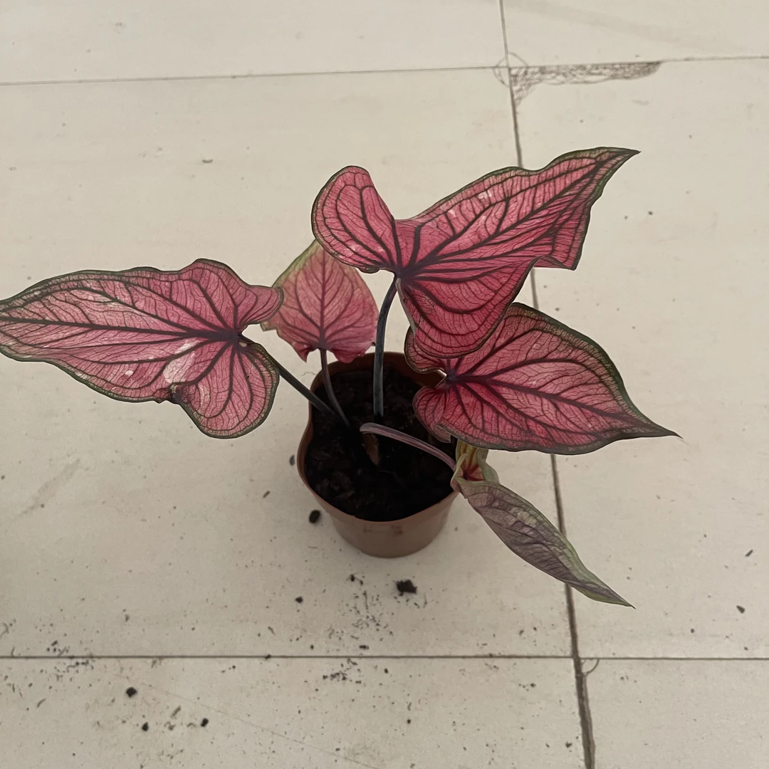 粉佳人彩叶竽热值盆栽